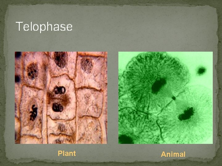 Telophase Plant Animal Telophase Plant Animal