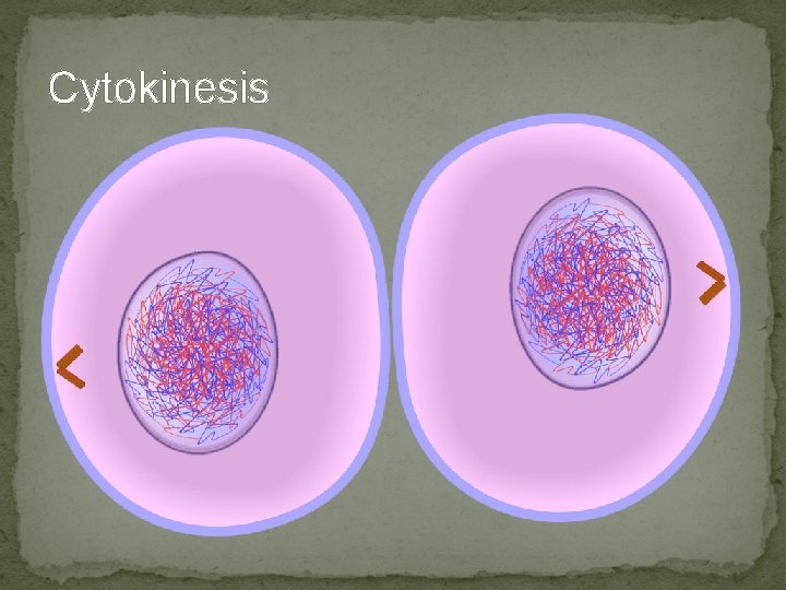 Cytokinesis Cytokinesis