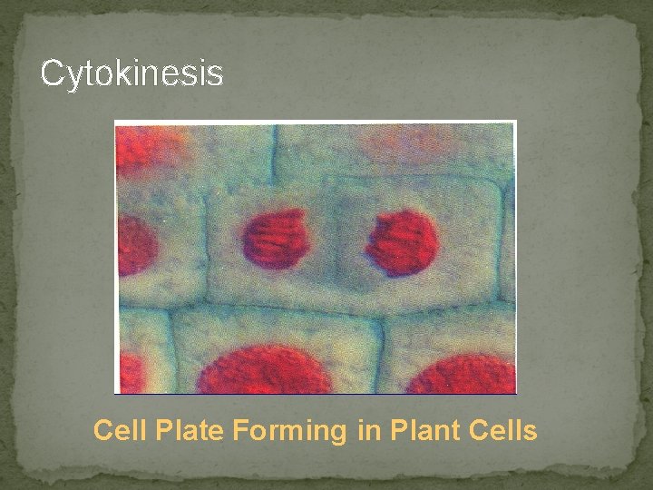 Cytokinesis Cell Plate Forming in Plant Cells Cytokinesis Cell Plate Forming in Plant Cells