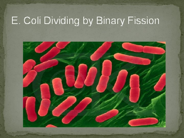 E. Coli Dividing by Binary Fission E. Coli Dividing by Binary Fission