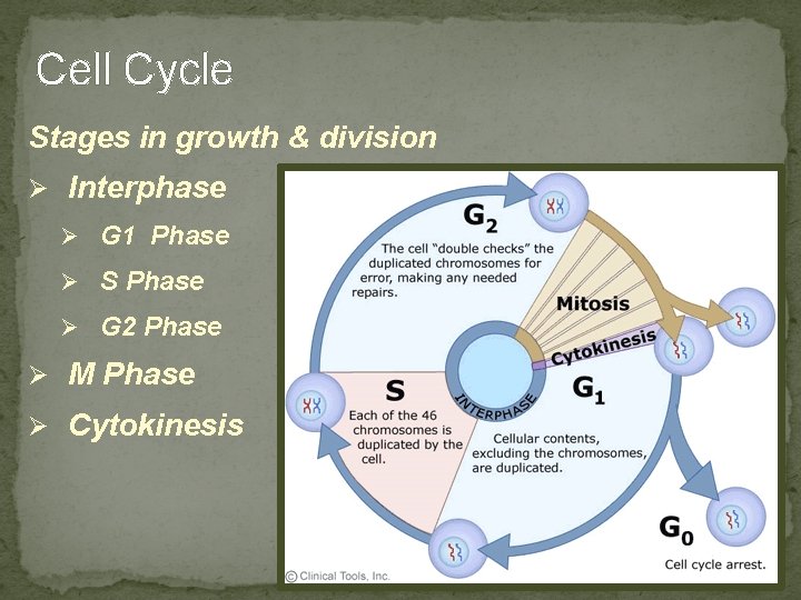 Cell Cycle Stages in growth & division Ø Interphase Ø G 1 Phase Ø Cell Cycle Stages in growth & division Ø Interphase Ø G 1 Phase Ø