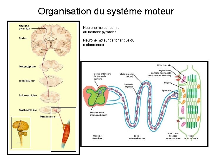 Organisation du système moteur Neurone moteur central ou neurone pyramidal Neurone moteur périphérique ou