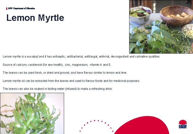 NSW Department of Education Lemon Myrtle Lemon myrtle is a eucalypt and it has