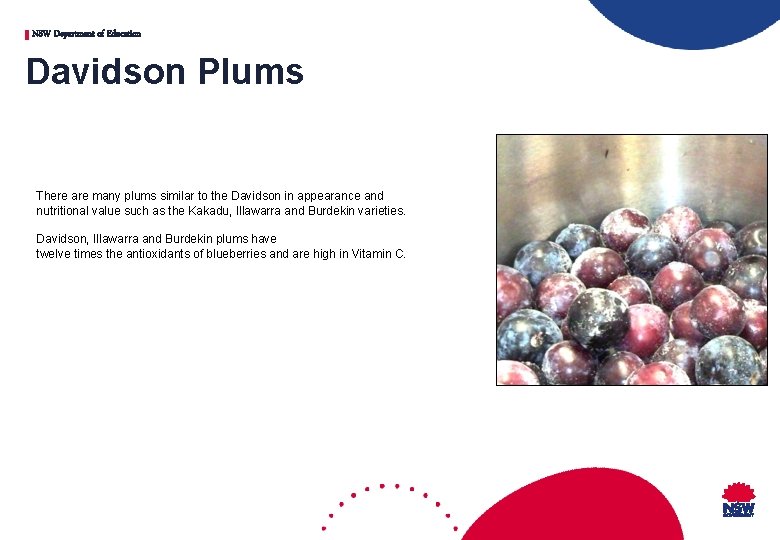 NSW Department of Education Davidson Plums There are many plums similar to the Davidson