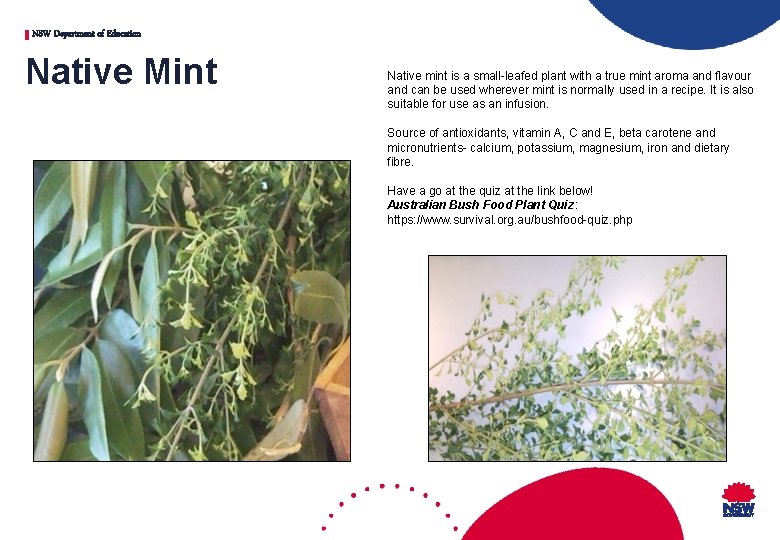 NSW Department of Education Native Mint Native mint is a small-leafed plant with a