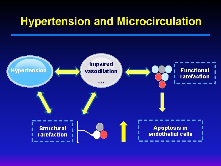 Hypertension and Microcirculation Hypertension Impaired vasodilation … Structural rarefaction Functional rarefaction Apoptosis in endothelial