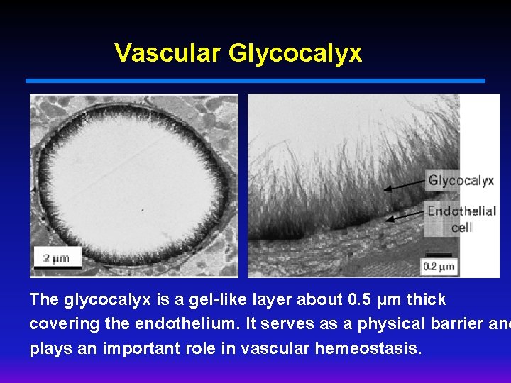 Vascular Glycocalyx The glycocalyx is a gel-like layer about 0. 5 μm thick covering