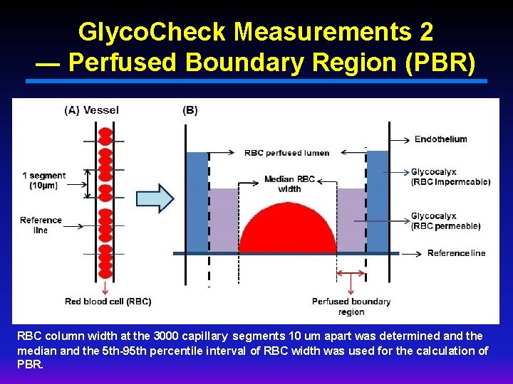 Glyco. Check Measurements 2 ― Perfused Boundary Region (PBR) RBC column width at the