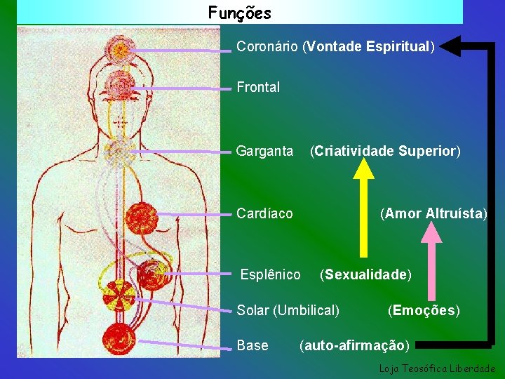 Funções Coronário (Vontade Espiritual) Frontal Garganta (Criatividade Superior) Cardíaco (Amor Altruísta) Esplênico (Sexualidade) Solar