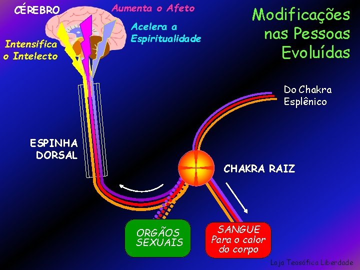 CÉREBRO Intensifica o Intelecto Aumenta o Afeto Acelera a Espiritualidade Modificações nas Pessoas Evoluídas