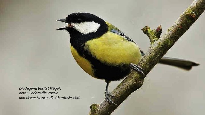 Die Jugend besitzt Flügel, deren Federn die Poesie und deren Nerven die Phantasie sind.