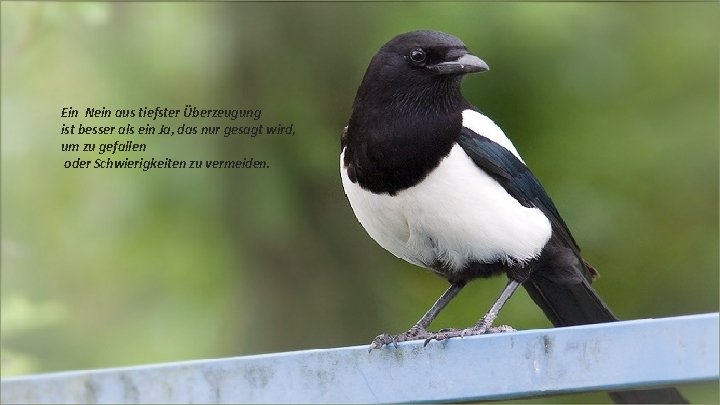 Ein Nein aus tiefster Überzeugung ist besser als ein Ja, das nur gesagt wird,