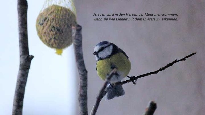 Frieden wird in den Herzen der Menschen kommen, wenn sie ihre Einheit mit dem