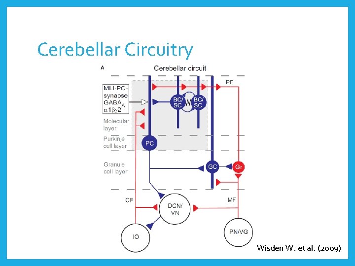 Cerebellar Circuitry Wisden W. et al. (2009) 