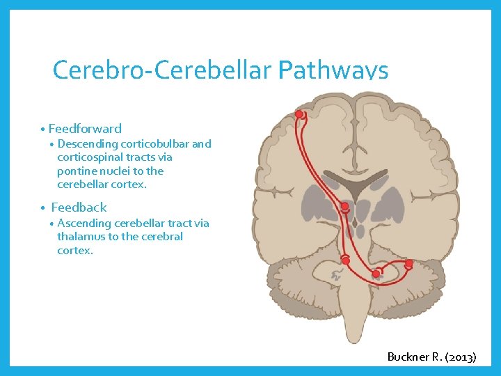 Cerebro-Cerebellar Pathways • Feedforward • Descending corticobulbar and corticospinal tracts via pontine nuclei to