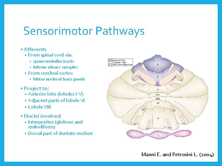 Sensorimotor Pathways • Afferents • From spinal cord via: spinocerebellar tracts • Inferior olivary