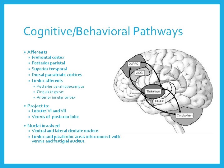 Cognitive/Behavioral Pathways • Afferents • • • Prefrontal cortex Posterior parietal Superior temporal Dorsal