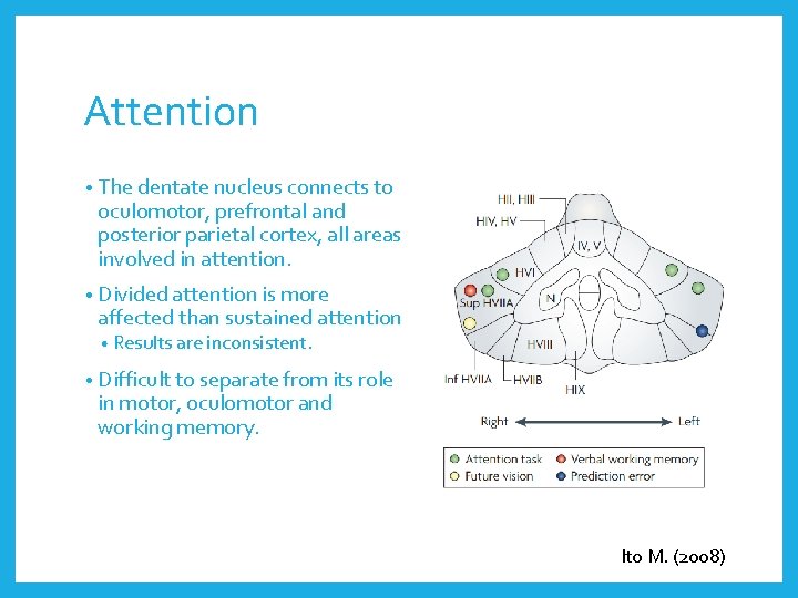 Attention • The dentate nucleus connects to oculomotor, prefrontal and posterior parietal cortex, all