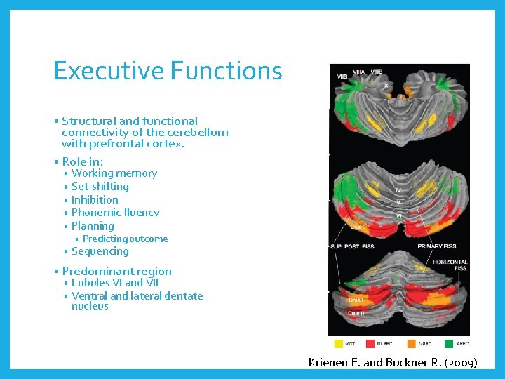 Executive Functions • Structural and functional connectivity of the cerebellum with prefrontal cortex. •