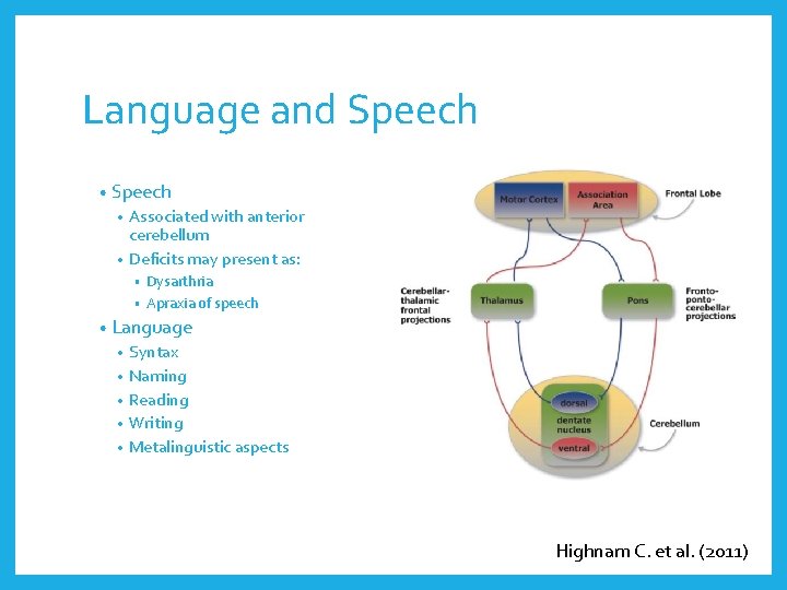 Language and Speech • Speech Associated with anterior cerebellum • Deficits may present as: