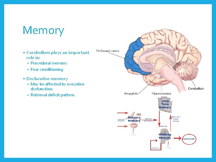 Memory • Cerebellum plays an important role in: Procedural memory • Fear conditioning •