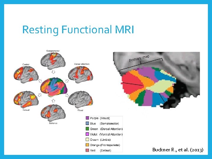 Resting Functional MRI Buckner R. , et al. (2013) 