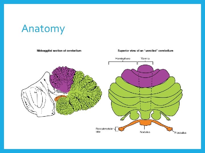 Anatomy 