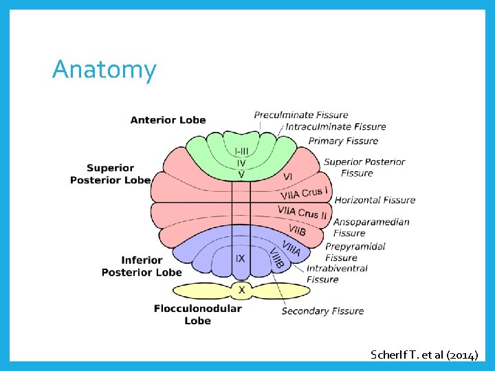 Anatomy Scherlf T. et al (2014) 