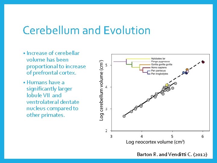 Cerebellum and Evolution • Increase of cerebellar volume has been proportional to increase of