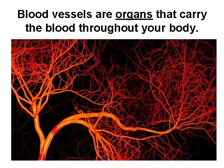 Blood vessels are organs that carry the blood throughout your body. 