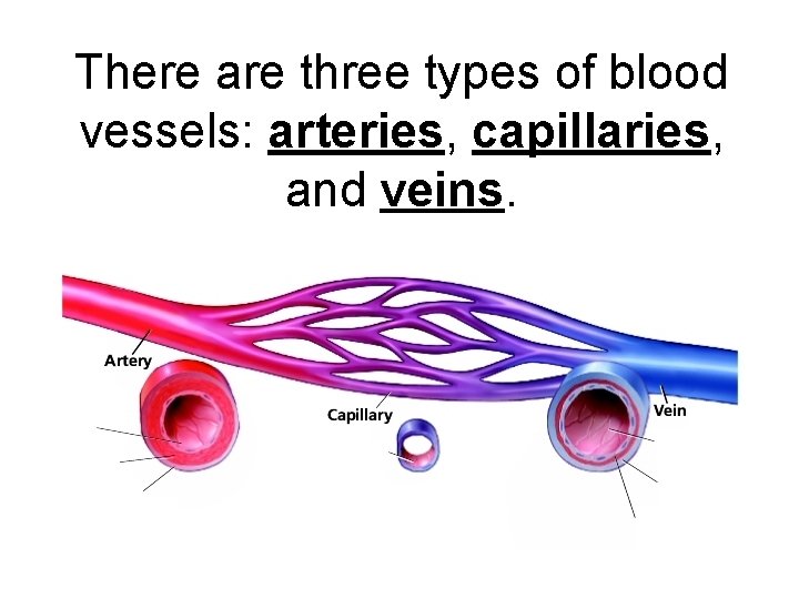 There are three types of blood vessels: arteries, capillaries, and veins. 