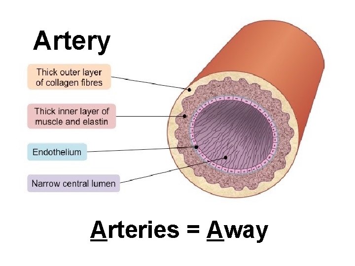 Artery Arteries = Away 