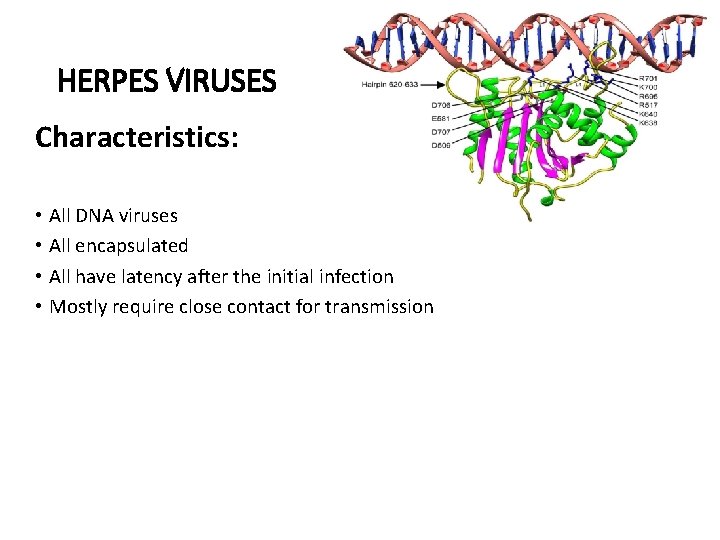 HERPES VIRUSES Characteristics: • All DNA viruses • All encapsulated • All have latency