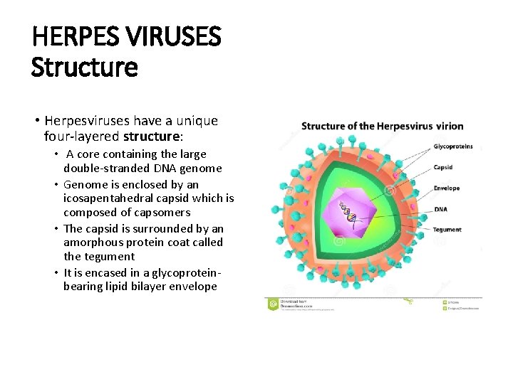 HERPES VIRUSES Structure • Herpesviruses have a unique four-layered structure: • A core containing