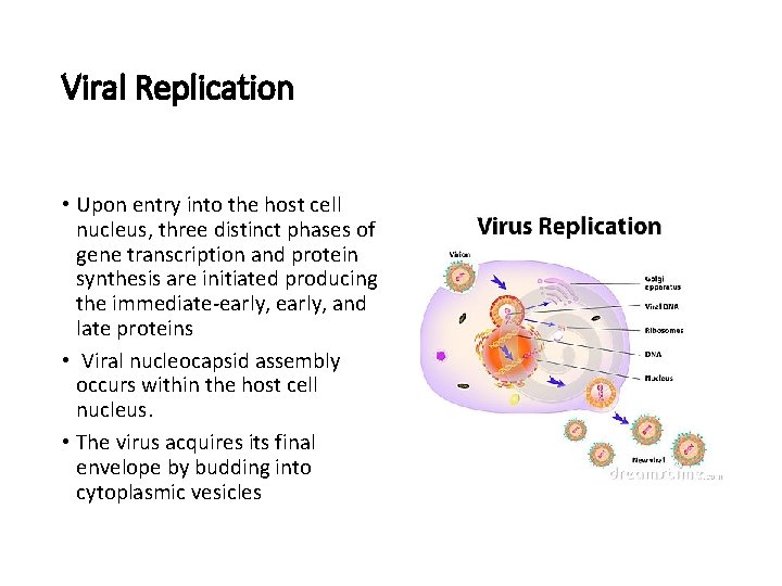 Viral Replication • Upon entry into the host cell nucleus, three distinct phases of