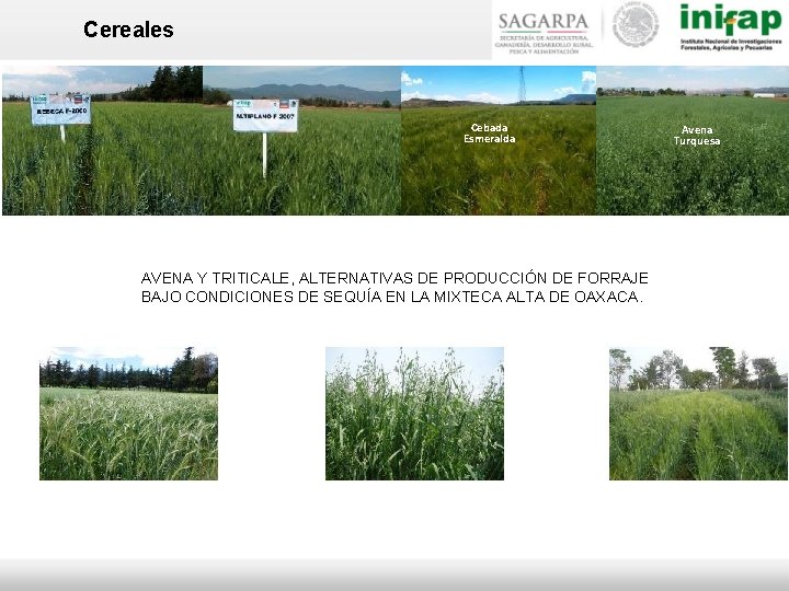 Cereales Cebada Esmeralda AVENA Y TRITICALE, ALTERNATIVAS DE PRODUCCIÓN DE FORRAJE BAJO CONDICIONES DE