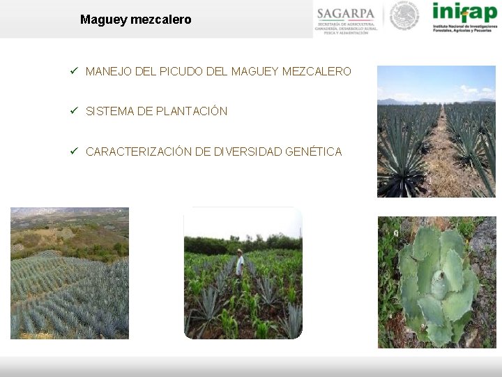 Maguey mezcalero MANEJO DEL PICUDO DEL MAGUEY MEZCALERO SISTEMA DE PLANTACIÓN CARACTERIZACIÓN DE DIVERSIDAD