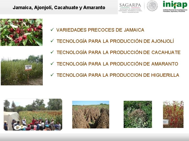 Jamaica, Ajonjolí, Cacahuate y Amaranto VARIEDADES PRECOCES DE JAMAICA TECNOLOGÍA PARA LA PRODUCCIÓN DE