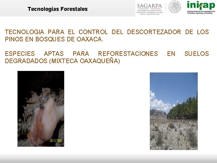 Tecnologías Forestales TECNOLOGIA PARA EL CONTROL DESCORTEZADOR DE LOS PINOS EN BOSQUES DE OAXACA.