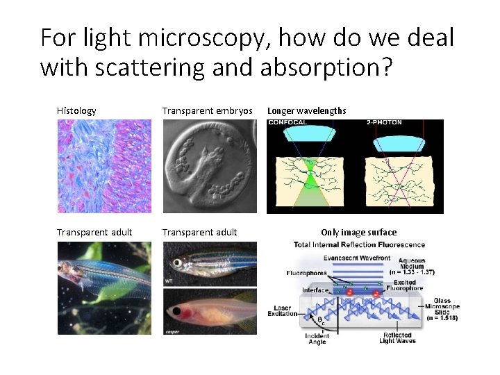 For light microscopy, how do we deal with scattering and absorption? Histology Transparent embryos