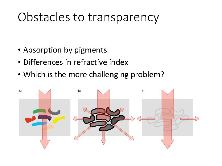 Obstacles to transparency • Absorption by pigments • Differences in refractive index • Which