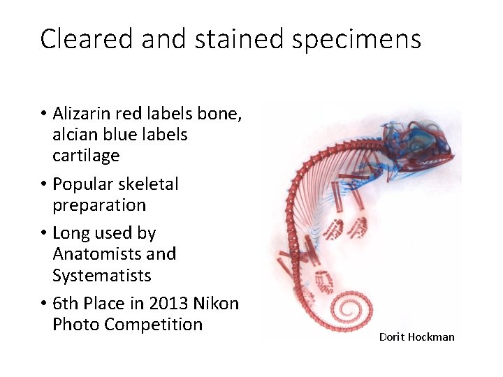 Cleared and stained specimens • Alizarin red labels bone, alcian blue labels cartilage •