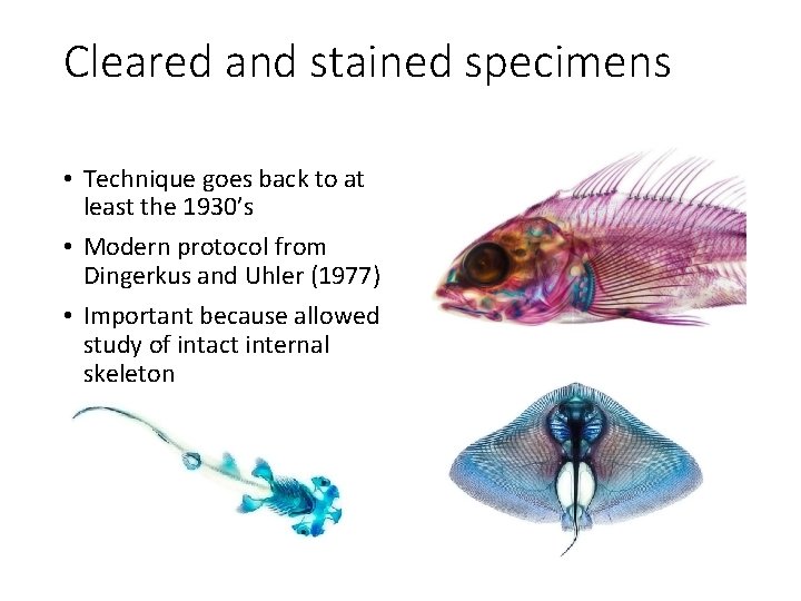 Cleared and stained specimens • Technique goes back to at least the 1930’s •