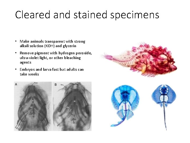 Cleared and stained specimens • Make animals transparent with strong alkali solution (KOH) and