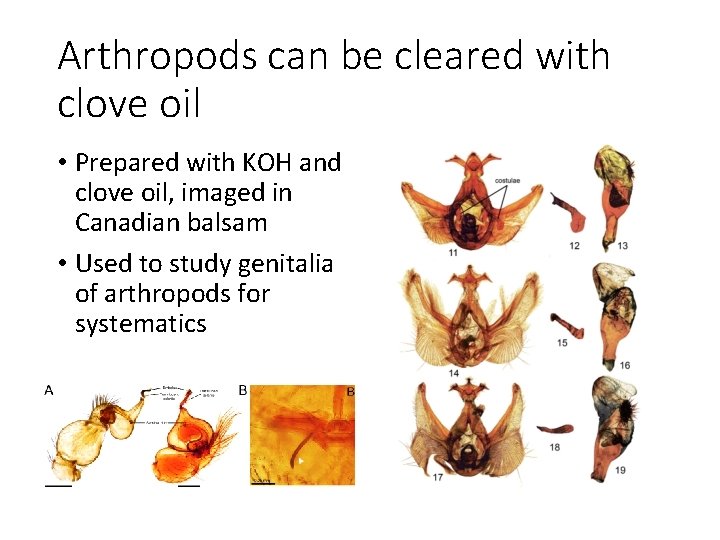 Arthropods can be cleared with clove oil • Prepared with KOH and clove oil,