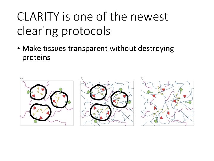 CLARITY is one of the newest clearing protocols • Make tissues transparent without destroying