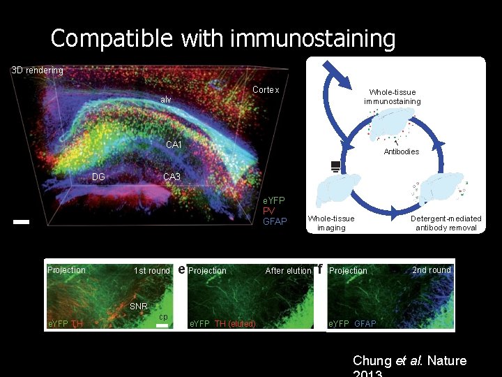 Compatible with immunostaining 3 D rendering Cortex alv Whole-tissue immunostaining CA 1 DG Antibodies