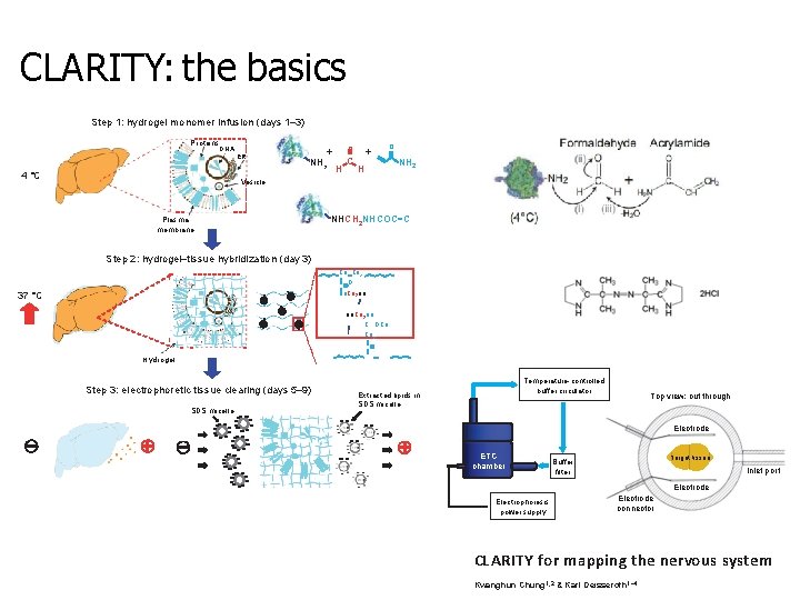 CLARITY: the basics Step 1: hydrogel monomer infusion (days 1– 3) Proteins DNA ER