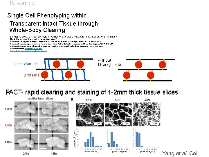Resource Single-Cell Phenotyping within Transparent Intact Tissue through Whole-Body Clearing Bin Yang, 1 Jennifer