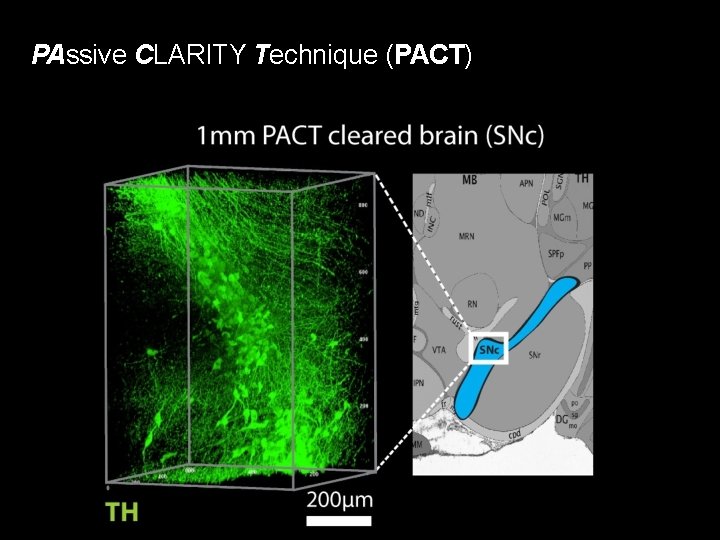 PAssive CLARITY Technique (PACT) 
